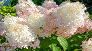 Hydrangea Paniculata 'Phantom' (Phantom Hydrangea)